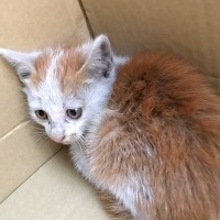 赤信号で車を停めていたら、赤ちゃんネコが…嘘かと思うほど素敵な『まさかの結末』が891万表示「飼い主を選んだんだね」「運命すぎる」