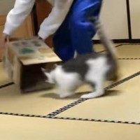 ダンボール箱の中でくつろいでいた猫→飼い主さんが『イタズラ』をしかけた結果…つい笑っちゃうやり取りに「なんの遊びｗｗ」「かわいいｗ」