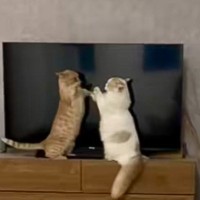 テレビの前で立っている2匹の猫→様子を見ていると…微笑ましすぎる『戦い』が189万再生「世界一平和」「見てたら時間過ぎそうｗ」