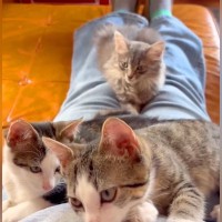 足を伸ばして座ると、５匹の子猫が順番に乗ってきて…まるで毛布をかけたような『飼い主から見た光景』が尊すぎると83万再生「羨ましい」＜海外＞