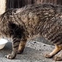 まさかの理由で捨てられて『ぼろぼろになっていた猫』が、保護された現在……号泣必至の光景に「はー泣ける」「本当に顔つきが変わった」と反響