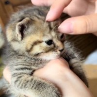 ミルクを飲んで『お腹いっぱいの子猫』→撫でられていると…胸キュン間違いなしの尊すぎる瞬間に「めっちゃ可愛い」「どう見ても天使」と12万再生
