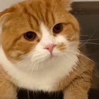 『お風呂を満喫する猫』を見守っていたら、突然…予想もしていなかった『まさかの瞬間』が16万再生「めちゃめちゃ可愛いｗ」「たまらんｗ」