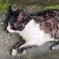 雨の降る中、『排水溝で行き倒れていた猫』を救出…保護から『9ヶ月後』の変化に「涙なしには見られない」「感動でいっぱいに」と22万再生