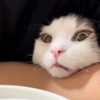 食いしん坊な猫が『ネギトロ』を目の前にしたら……笑撃の光景が86万再生「絶対に食べるという意思を感じるｗ」「執念が凄いｗ」