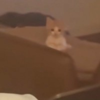 飼い主さんが子猫のご飯を作りはじめると、一瞬でバレて……『可愛すぎる光景』に7万いいね「体育座りに見えて無理ｗｗ」「しっぽがハートだ」