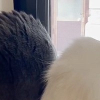 窓辺で2匹の猫が仲良く座っていると思ったら…黒い猫の『衝撃的すぎる姿勢』が103万再生「想定外すぎたｗ」「めちゃくちゃ見てるｗ」と爆笑