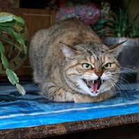 猫にとって『ストレス』になる3つの“天敵”　放っておくと起こり得るトラブルも