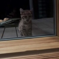 室内を覗き込んできた『ボロボロの子猫』を保護した結果…涙あふれる『３年後の光景』に「すっかり別の猫」「素敵」と感動の声続出