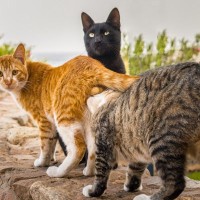 猫が他の猫の『お尻のニオイをかぐ』4つの理由　クン活は猫たちの“名刺交換”？