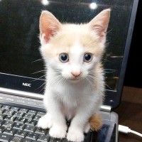 大雨の日に保護した赤ちゃんネコ→７年間、愛情込めてお世話された結果…涙が出るほど素敵な『現在の様子』に絶賛と祝福の声「愛されてるね」