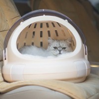 猫との移動に使える『ペットタクシー』とは？利用方法や注意点を解説　普通のタクシーとどう違う？