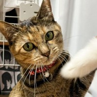 猫じゃらしの動かし方が下手だったときと上手かったとき…想像以上の差がおもしろすぎると1万8000いいね「野球選手みたいｗ」「笑ったｗ」