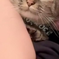 飼い主さんに抱きしめられている猫→『表情』を見てみたら……思わず吹き出す光景が25万再生「捕まってるｗｗ」「悟り開いてて笑った」