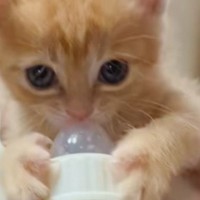 子猫から飲み終わった哺乳瓶を取ろうとしたら…反則級の『可愛すぎる反応』が23万再生「生きる力を感じるｗ」「もうお腹パンパンｗ」