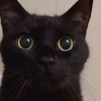 大きな瞳で飼い主さんを見つめる黒猫…あまりにも尊すぎる『アピールの様子』が54万再生「うらやましい」「たまらニャイ」と悶絶の声続出