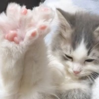 子猫の爪を切ろうとしたら…『まさかの防御ポーズ』が可愛すぎると100万いいねを突破！「キュンキュンした」「物凄く癒された」と悶絶の声