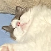 『マットの上で眠っている猫』を見てみたら…あまりにも大胆すぎる『寝相』に2万4000いいね「良い腹してるｗ」「可愛いねぇ」と話題に