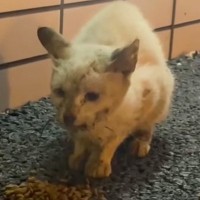 ぼろぼろガリガリの野良猫が保護されて…涙なしには見られない『変化の様子』が141万再生「本当に感動した」「愛情にただただ涙」