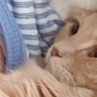 「殺意を感じるｗ」なんか息苦しいなと思ったら、隣にいた猫が…昼寝中に起きた『まさかの出来事』が160万表示「命まで狩る気で草」