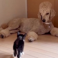 『家の前で倒れていた子猫』を保護して6日目…優しい大型犬がとった行動に涙が止まらないと120万再生「愛を感じた」「なんて素敵なの」