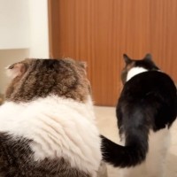 親子猫に見送られたママ→こっそり戻って『クローゼットに隠れてみた』結果…予想外の展開が7万再生「表情がかわいい」「鋭すぎるｗ」