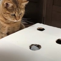 猫と『お手製のモグラ叩き』で遊んでみたら…可愛すぎて笑顔になる『まさかの光景』が84万再生の反響「逆モグラ叩きｗ」「ツボったｗｗ」