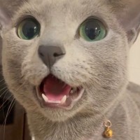 一生懸命に何かを訴えてきた猫→あまりにも可愛すぎる『鳴き声』が700万再生の大反響「ムワァァァァ」「オペラ歌手みたいｗ」と話題に