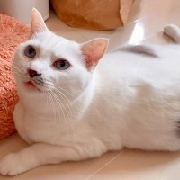 大好きなお兄ちゃんに話しかける猫→名前を呼んだら答えるかと思いきや…あまりに尊い『まさかの行動』に「強烈で可愛い」「迫力ある」
