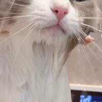 匂いが気になる猫→半年ぶりに『お風呂』に入れてみた結果…まさかの表情が可愛すぎると7万再生「反応に笑ったｗ」「とても癒された」