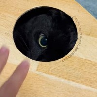 「か、可愛すぎる…！ｗ」穴から顔を出す黒猫→指を近づけたら…悶絶必至の『たまらない瞬間』が262万再生「パンチしてくるかと思ったらｗ」
