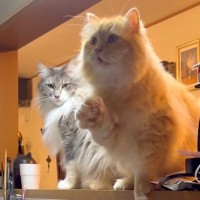 キッチンでマグロをつぶすママ→目撃してしまったネコが…悲痛すぎる『まさかの訴え』が609万表示「温度差がｗ」「中に入らないの偉い」