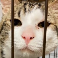 『今から猫を捨てにいく！』とSNSに投稿…８年もの間ケージに閉じ込められた猫の『結末』に「涙が止まらない」「とても辛かったよね」の声