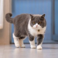 猫が『部屋の中をパトロール』する5つの理由　場合によっては病気のサインかも