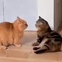 ペットカメラからありえない通知→急いで見てみたら…兄弟猫の『謎すぎる行動』に爆笑の声「お兄ちゃんｗ」「見られているとは知らずにｗ」