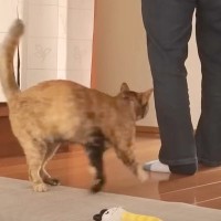 パパが夜勤に行こうとしたら、元保護猫が…あまりにも尊い『まさかの愛情表現』に「めちゃくちゃ可愛い」「引き止められたら行く気失せるね」