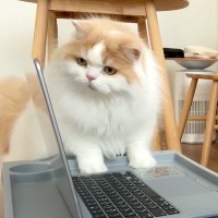 リモート会議に参加した猫→名前を呼ばれると……思いがけない行動が可愛すぎると反響続々「絶対集中できないｗ」「みんな幸せになりそうｗ」