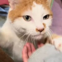 実家から帰ろうとしたら、猫が腕にしがみついてきて……あまりにも『愛おしい瞬間』に「帰りたくなさすぎる」「可愛い」と反響続々