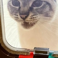 『開けて～』猫ドアの仕組みを理解していないネコ→可愛すぎる瞬間に22万いいねの大反響「ドアマン呼んでる説」「とても癒された」