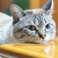 テーブルにあごを乗せて脱力している猫→下のほうを見てみたら…つい握手したくなる『尊いおてて』に5万いいね「可愛すぎる」「優勝」