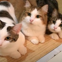 お風呂掃除をしていると、猫が集まってきて……手が止まってしまうほどの『可愛すぎる光景』が25万再生「破壊力がすごい」「ただただ癒された」