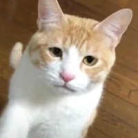 かまってほしそうな猫をひたすら無視してみたら…もん絶する人が続出の『可愛すぎる反応』が109万再生「破壊力やばい」「にゃうが可愛い」