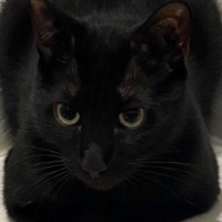 四角いなと思って黒猫を夢中で撮っていた飼い主さん→ふとフォルダを見てみたら…思わず笑っちゃう光景に反響「カヌレに見えたｗ」「ピーマン？ｗ」