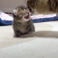 ママ大好きな子猫がママに拒絶されるようになって２年……胸が熱くなる『まさかの光景』に「泣きそうになった」「親子愛に感動」と22万再生