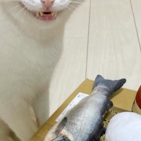 「夜道で見たら腰ぬかすｗ」テーブルの上に『魚とビールのぬいぐるみ』を並べたら、猫が…最高すぎる表情に吹き出す人が続出「いい顔してるねｗ」