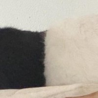 『上半身が黒で、下半身が白の猫？』…思わず二度見してしまう光景が11万表示「何度も何度も見てしまった」「奇跡の瞬間」と話題に