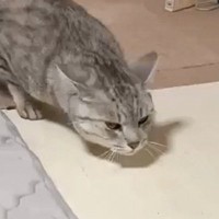 『雷がすごく苦手な猫』→鳴り出すと……可愛すぎる『歩き方』に34万いいねの大反響「なんというシャコタン」「高いところに落ちるから賢いｗ」