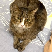 帰宅した飼い主さん→『ベッドの上』を見てみたら、母猫が…涙がでるほど『尊すぎる光景』に22万いいね「泣けちゃう」「健気でかわいい」