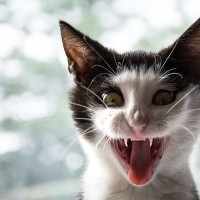 夏の納涼に！？『猫にまつわる化け物・妖怪』4選　化け猫に猫又…怖いけど魅力的なもののけたち