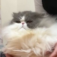 グルーミング嫌い『毛がヨレヨレの猫』をプロが洗った結果…まさかの反応と『最高の仕上がり』が102万再生「さすがプロの技」「素敵」と絶賛